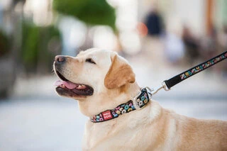 Нашийник для собак шкіряний WAUDOG Design з QR паспортом, малюнок "Пончики", Ш 25 мм, Дл 38-49 см, чорний