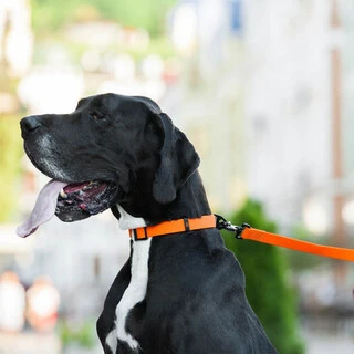 Поводок для собак "EVOLUTOR" (ширина 25 мм, длина 120 см), САМЫЙ ПРОЧНЫЙ ПОВОДОК, оранжевый
