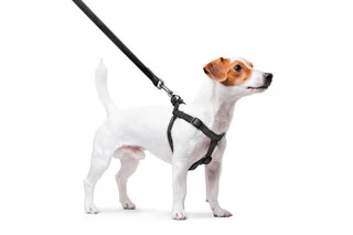 Поводок для собак водостійкий WAUDOG Waterproof з QR-паспортом, металевий фастекс, Ш 15 мм, Дл 40-55 см, чорний