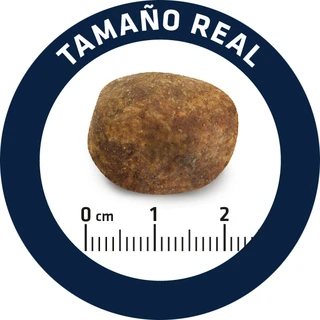 Сухой корм для собак для лабрадоров ретриверов Advance Labrador Retriever 12 кг (8410650171586)