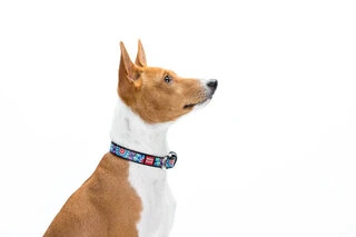 Ошейник для собак кожаный WAUDOG Design с QR паспортом, рисунок "Цветы", Ш 15 мм, Дл 27-36 см, черный