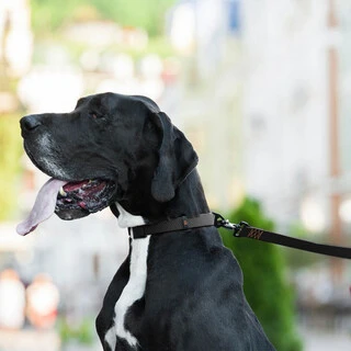 Поводок для собак "EVOLUTOR" (ширина 25 мм, довжина 120 см), НАЙБІЛЬШИЙ МІЦНИЙ ПОВІДОК, чорний