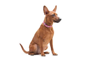 Ошейник для собак кожаный WAUDOG Classic, Ш 12 мм, Дл 21-29 см, розовый