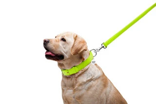 Поводок для собак кожаный WAUDOG Glamour, Ш 25 мм, Дл 122 см, салатовый