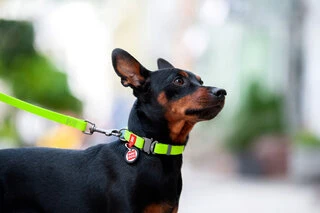 Ошейник для собак водостойкий WAUDOG Waterproof c QR-паспортом, металлическая пряжка-фастекс, Ш 20 мм, Дл 24-40 см, салатовый