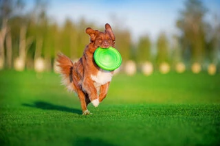 Летающая тарелка ФЛАЙБЕР, диаметр 22 см, салатовый