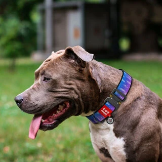 Ошейник для собак нейлоновый WAUDOG Nylon с QR паспортом, рисунок&nbsp;"Ловец снов", металлическая пряжка-фастекс, XXL, Ш 35 мм, Дл 43-70 см