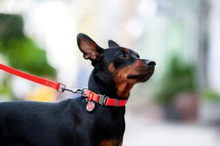 Нашийник для собак водостійкий WAUDOG Waterproof з QR-паспортом, металевою пряжкою-фастекс, Ш 25 мм, Дл 35-58 см, червоний