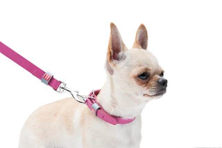 Ошейник для собак кожаный WAUDOG Classic, Ш 12 мм, Дл 19-25 см, розовый