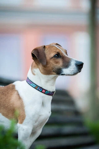 Ошейник для собак кожаный WAUDOG Design с QR паспортом, рисунок "Лето", Ш 12 мм, Дл 21-29 см, черный