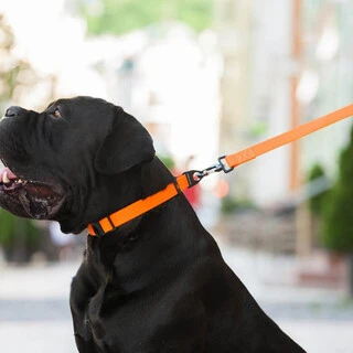 Поводок для собак "EVOLUTOR" (ширина 25 мм, длина 120 см), САМЫЙ ПРОЧНЫЙ ПОВОДОК, оранжевый