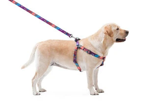 Анатомічний нашийник для собак WAUDOG Nylon з QR паспортом, малюнок "Літо", пластиковий фастекс, Ш 20 мм, Дл 50-80 см