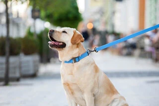 Повідець для собак водостійкий WAUDOG Waterproof, Ш 20 мм, Дл 183 см, блакитний