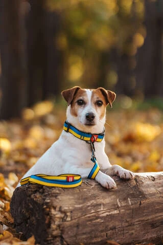 Поводок для собак нейлоновый WAUDOG Nylon рисунок "Colors of freedom", S, Ш 15 мм, Дл 122 см