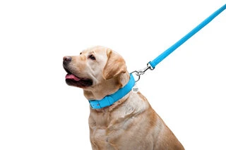 Повідок для собак шкіряний WAUDOG Glamour, Ш 25 мм, Дл 122 см, блакитний