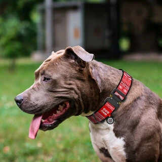 Нашийник для собак нейлоновий WAUDOG Nylon з QR паспортом, малюнок "Етно червоний", металевий пряжка-фастекс, XXL, Ш 35 мм, Дл 43-70 см