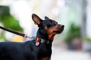 Ошейник для собак водостойкий WAUDOG Waterproof c QR-паспортом, металлическая пряжка-фастекс, Ш 20 мм, Дл 24-40 см, черный