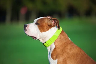 Ошейник для собак кожаный WAUDOG Glamour с QR паспортом, без украшений, Ш 25 мм, Дл 38-49 см, салатовый