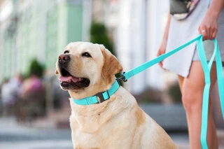 Повідець для собак водостійкий WAUDOG Waterproof, що світиться, Ш 20 мм, Дл 183 см