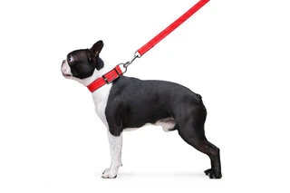 Поводок "Dog Extremе" нейлоновый двойной (ширина 20мм, длина 122см), красный