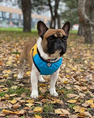 Шлея для собак мягкая WAUDOG Clothes c QR паспортом, "Colors of freedom", XS3, В 32-35 см, С 22-24 см