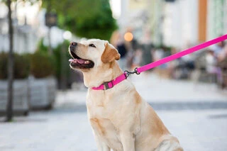 Повідець для собак водостійкий WAUDOG Waterproof, Ш 15 мм, Дл 122 см, рожевий