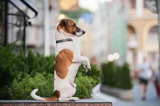 Ошейник для собак кожаный WAUDOG Design с QR паспортом, рисунок "Лето", Ш 12 мм, Дл 21-29 см, черный