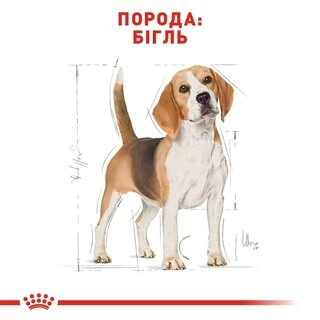 Сухий корм для дорослих собак породи Бігль Royal Canin BEAGLE ADULT 3 кг