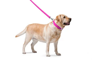 Повідок для собак шкіряний WAUDOG Glamour, Ш 25 мм, Дл 122 см, рожевий