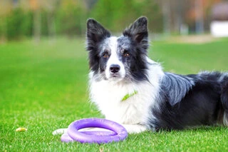 Тренувальний снаряд для собак PULLER Midi, діаметр 20см