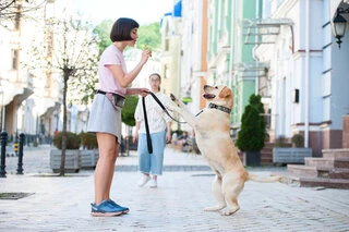 Ошейник для собак кожаный WAUDOG Design с QR паспортом, рисунок "Пончики", Ш 35 мм, Дл 46-60 см, черный