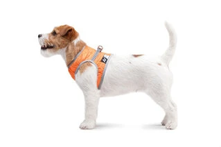 М'яка шлея AiryVest ONE, розмір S2, оранжевий