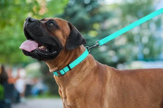 Поводок для собак водостойкий WAUDOG Waterproof, светящийся, L-XXL, Ш 25мм, Дл 305 cм