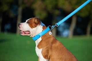 Повідок для собак шкіряний WAUDOG Glamour, Ш 25 мм, Дл 122 см, блакитний