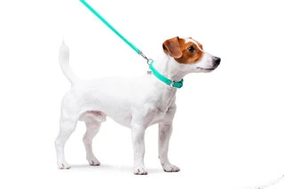 Поводок для собак кожаный WAUDOG Glamour, Ш 12 мм, Дл 122 см, ментоловый