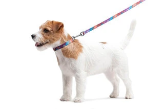 Нашийник для собак нейлоновий WAUDOG Nylon з QR паспортом, малюнок "Літо", пластиковий фастекс, Ш 15 мм, Дл 23-35 см