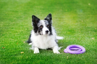 Тренувальний снаряд для собак PULLER Midi, діаметр 20см