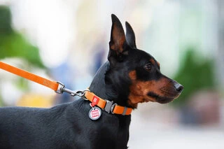 Нашийник для собак водостійкий WAUDOG Waterproof з QR-паспортом, металевою пряжкою-фастекс, Ш 20 мм, Дл 24-40 см, оранжевий