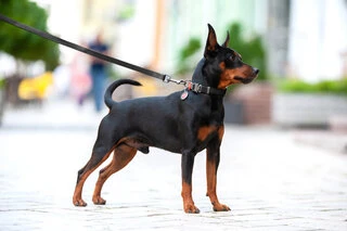 Ошейник для собак водостойкий WAUDOG Waterproof c QR-паспортом, металлическая пряжка-фастекс, Ш 20 мм, Дл 24-40 см, черный