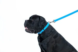 Повідець для собак водостійкий WAUDOG Waterproof, Ш 25 мм, Дл 183 см, блакитний