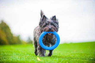 Кольцо для апортировки PitchDog 20, диаметр 20 см, голубой