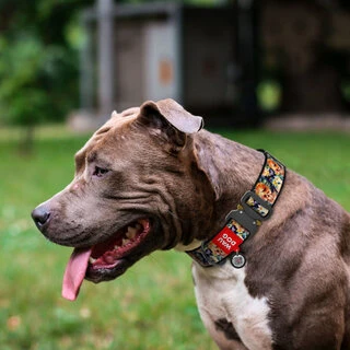 Нашийник для собак нейлоновий WAUDOG Nylon з QR паспортом, малюнок "Гламурні черепи", металевий пряжка-фастекс, XXL, Ш 35 мм, Дл 43-70 см