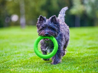 Кольцо для апортировки PitchDog30, диаметр 28 см, салатовый