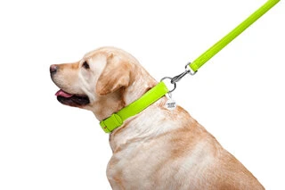 Поводок для собак кожаный WAUDOG Glamour, Ш 25 мм, Дл 122 см, салатовый