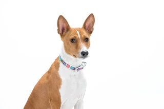 Нашийник для собак шкіряний WAUDOG Design з QR паспортом, малюнок "Літо", Ш 20 мм, Дл 30-39 см, білий