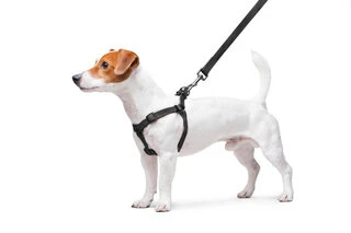 Поводок для собак водостійкий WAUDOG Waterproof з QR-паспортом, металевий фастекс, Ш 15 мм, Дл 40-55 см, чорний