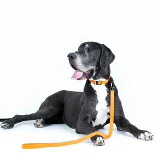 Поводок для собак "EVOLUTOR" (ширина 25 мм, длина 120 см), САМЫЙ ПРОЧНЫЙ ПОВОДОК, оранжевый