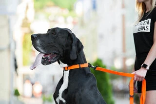 Поводок "EVOLUTOR" (ширина 25 мм, довжина 210 см), оранжевий