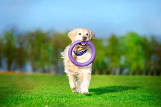 Тренувальний снаряд для собак PULLER Standard, діаметр 28см