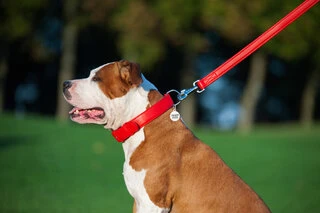 Повідок для собак шкіряний WAUDOG Glamour, Ш 25 мм, Дл 122 см, червоний